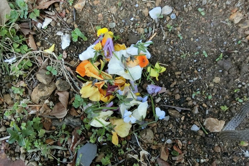 枯れたお花の写真