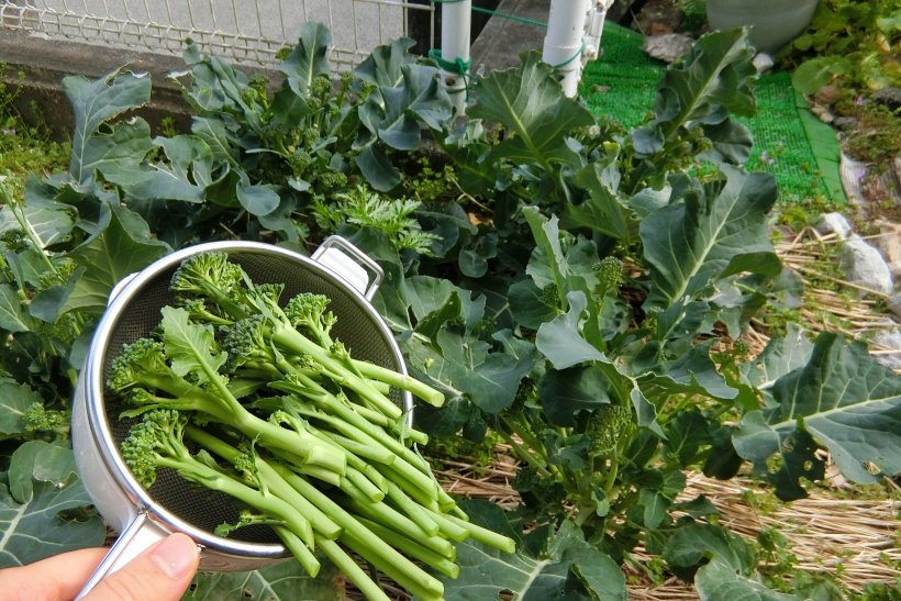 大豊作　ブロッコリー