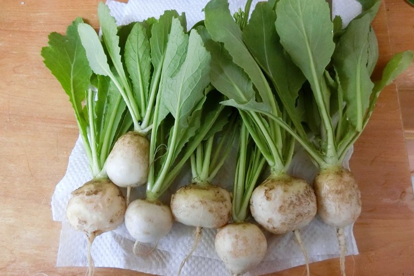 大きくなったカブ