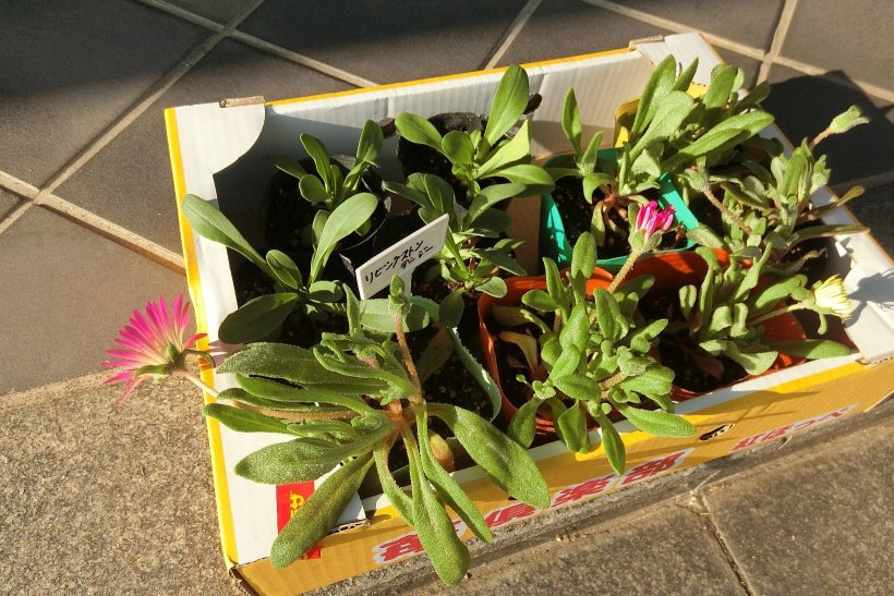 いただいたお花の苗