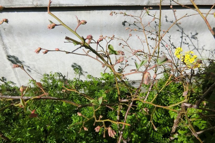 ブルーベリーの蕾