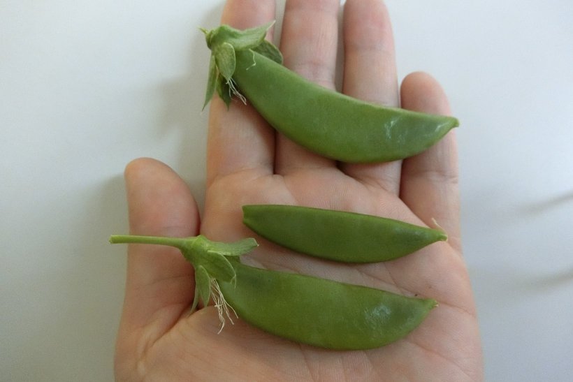 きぬさやとエンドウ