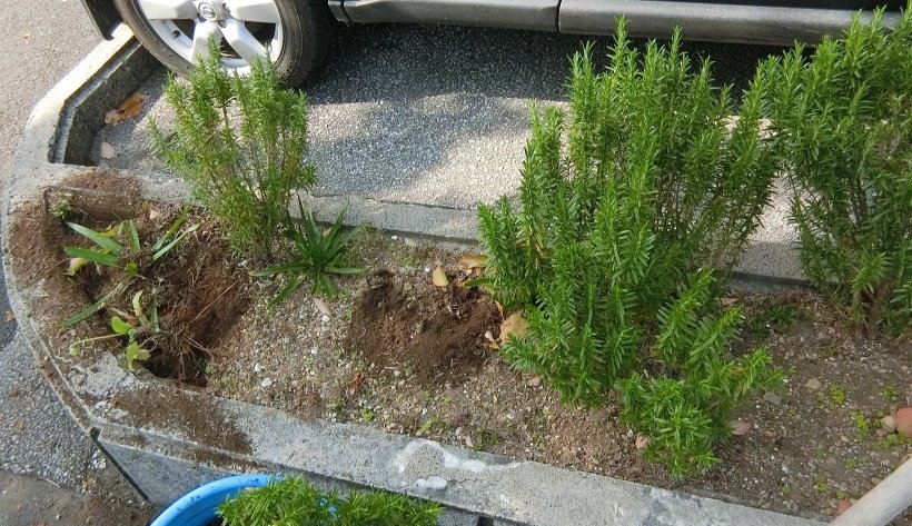 駐車場入口の花壇