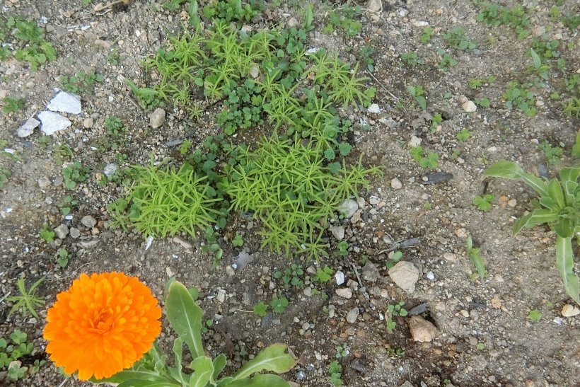 コキアの芽の写真