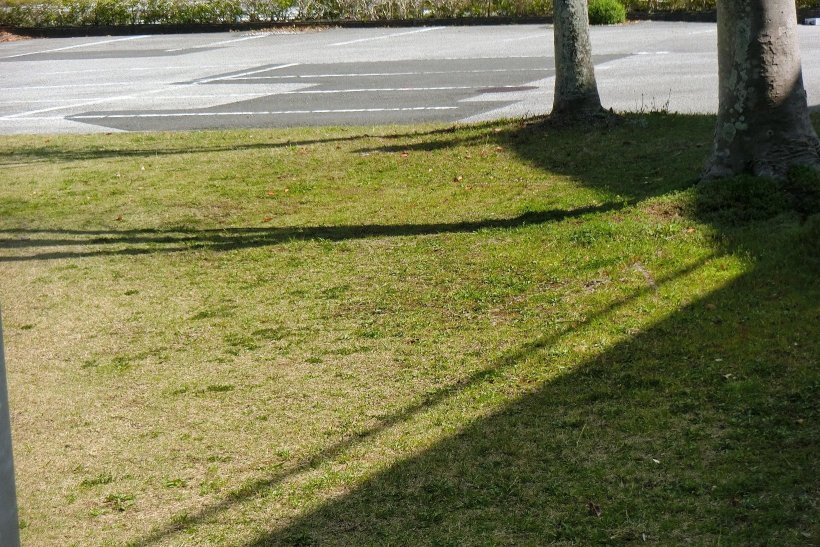 緑が戻ってきた芝生