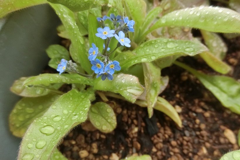 勿忘草の花
