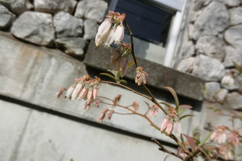 ブルーベリーの蕾