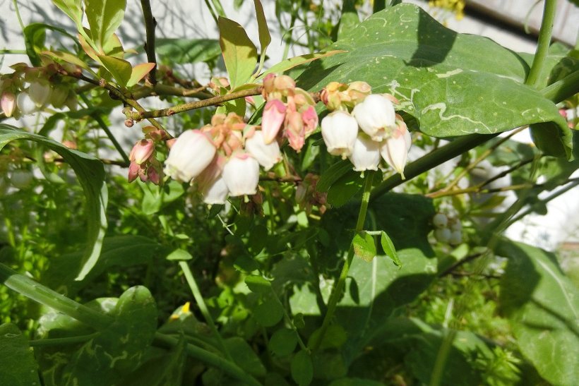 ブルーベリーの蕾