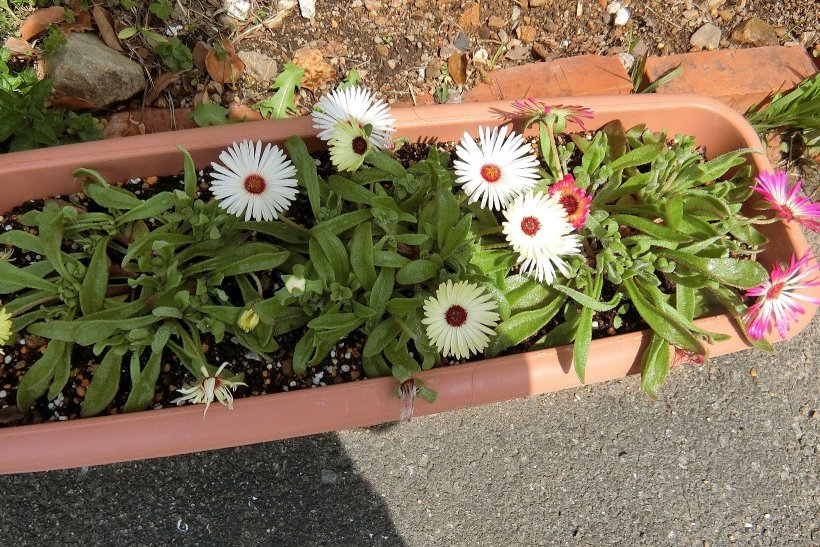 いただいたお花の写真
