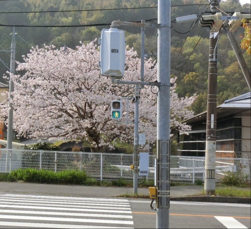 少し遅めの満開の桜