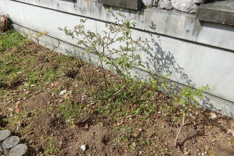 ブルーベリーの木