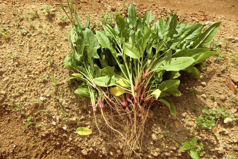 ほうれん草の写真