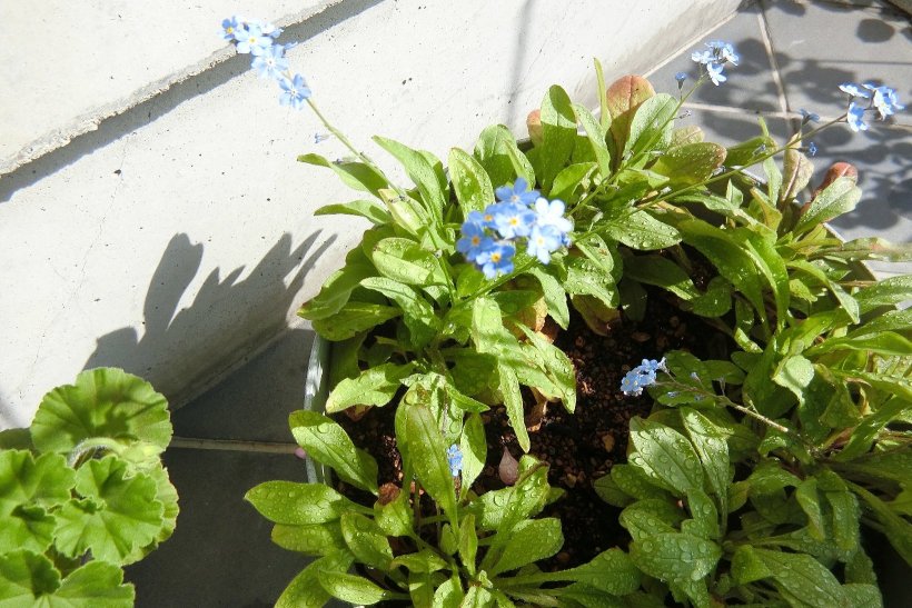 わすれなぐさのお花