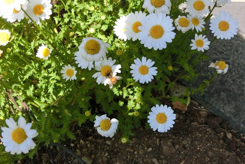 ノースポールに止まるミツバチ