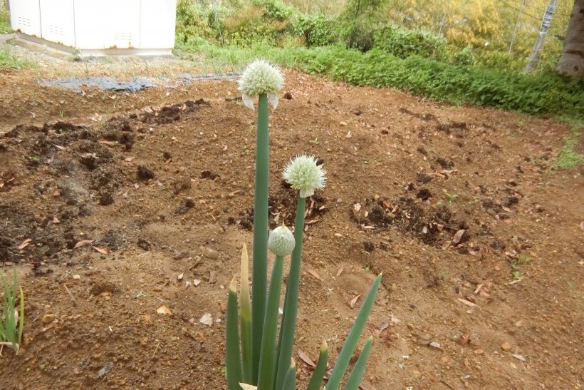 ネギ坊主の写真