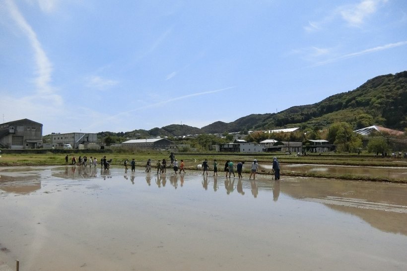 小学生の田植え