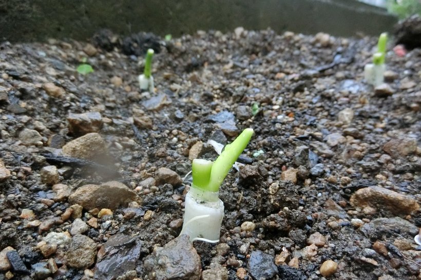 ネギの新芽