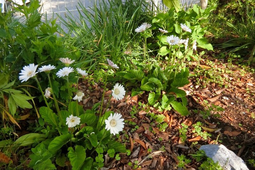 ガーベラの写真