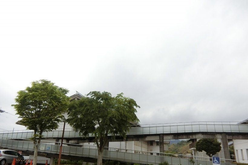 剪定した木の写真