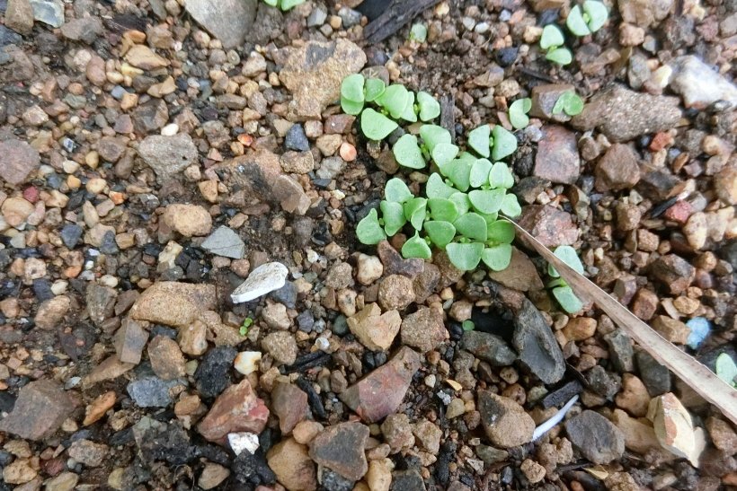 バジルの芽が出た写真