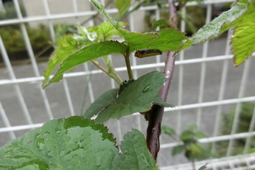 葉っぱの下で雨宿りをする虫