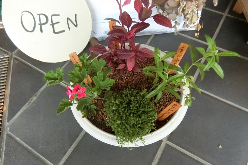 ハーブ寄せ植えの写真