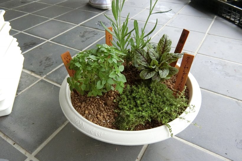 ハーブ寄せ植えの写真