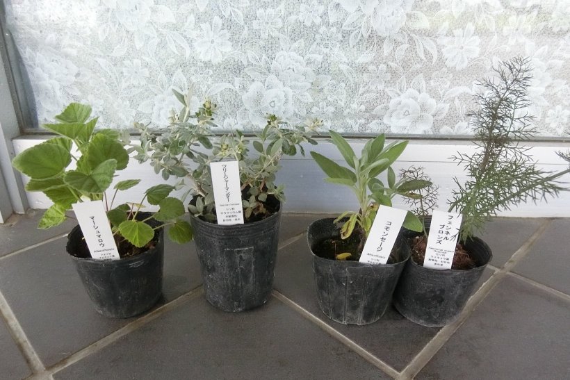 ハーブの苗