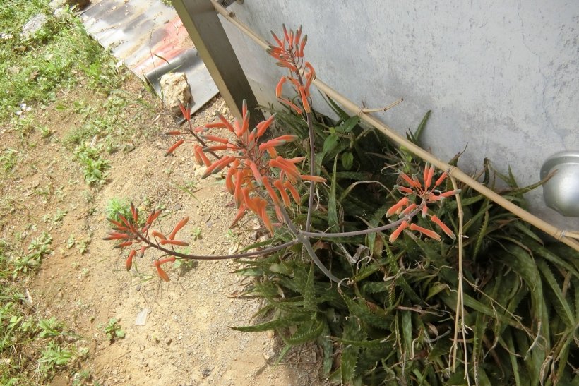 アロエのつぼみ