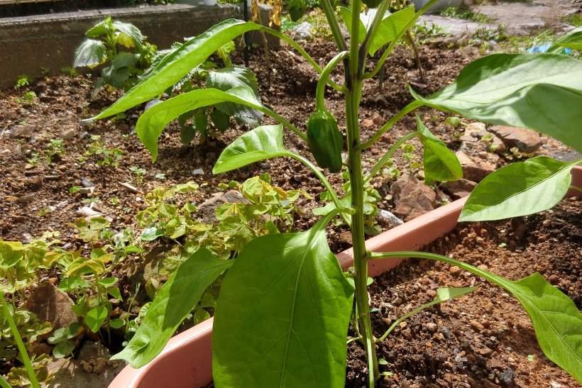 ピーマンの写真