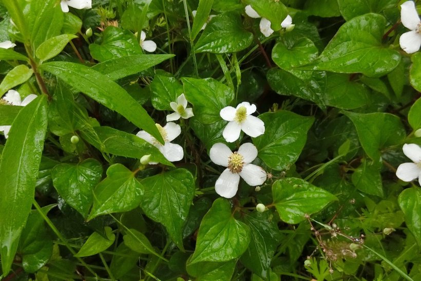 ドクダミの花