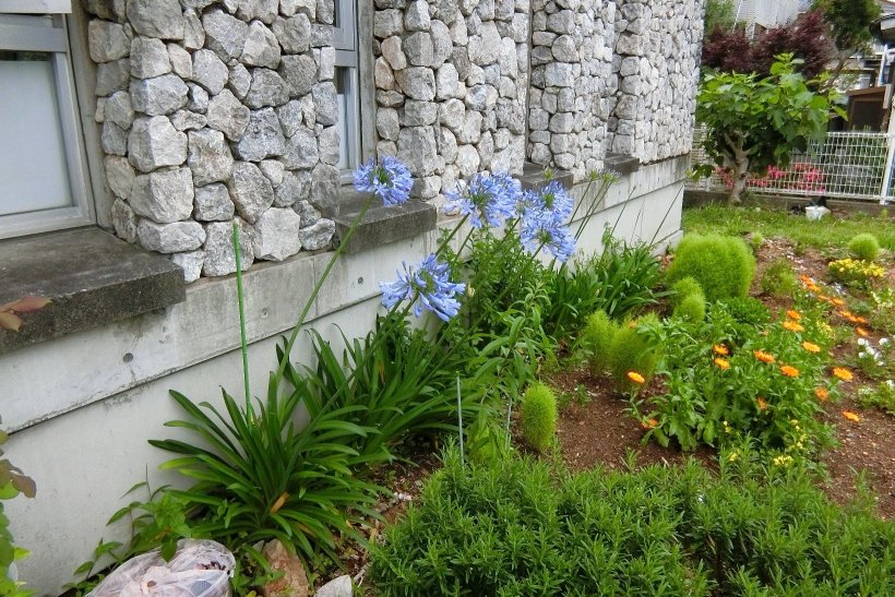 花壇のアガパンサス