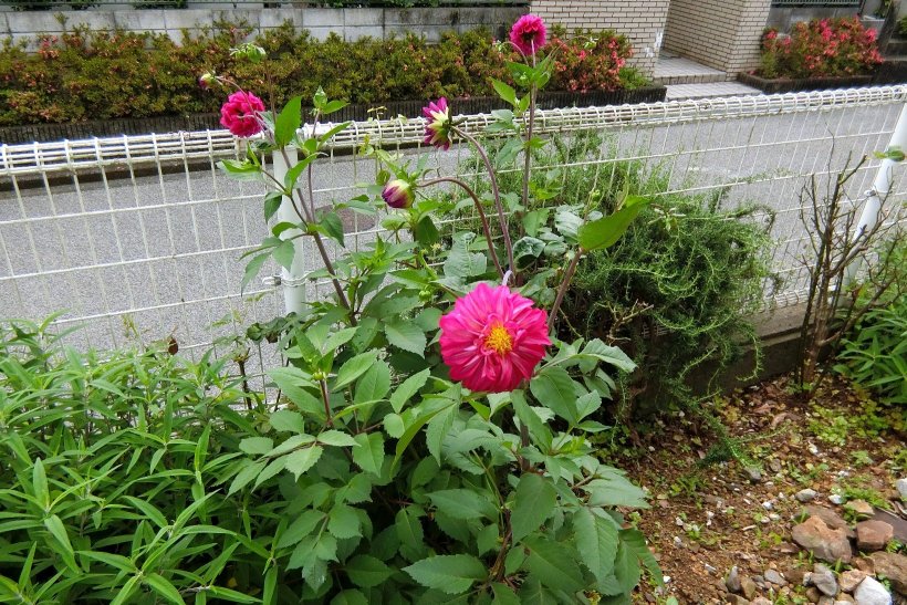 ヒャクニチソウの花