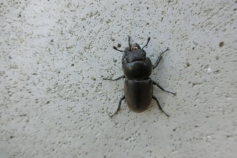 コクワガタの写真