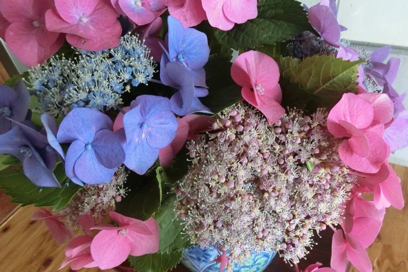 あじさいの写真