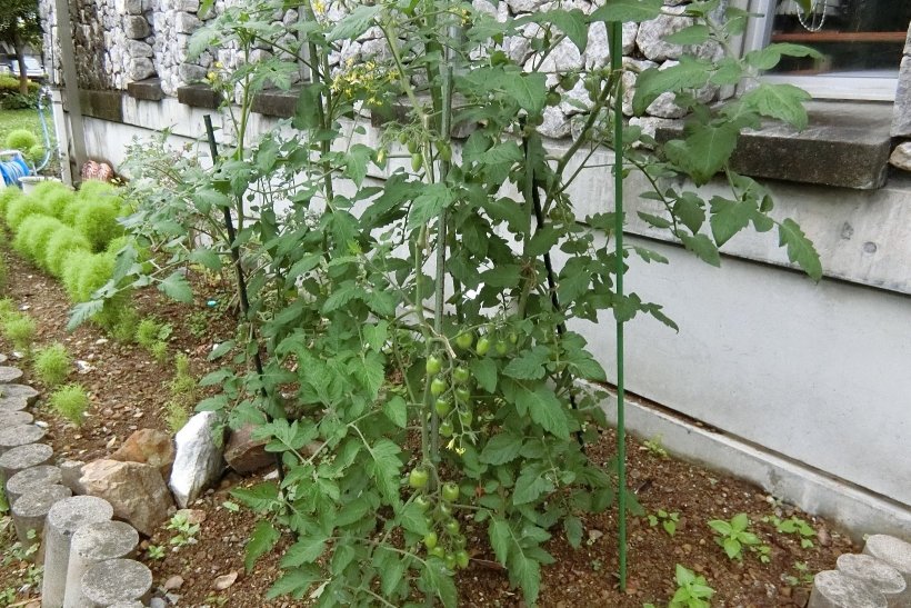 ミニトマトの苗