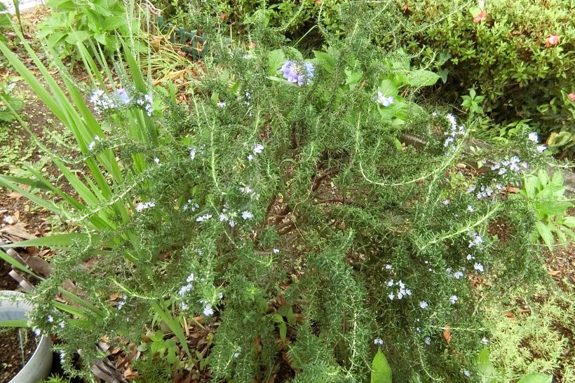 ローズマリーの花
