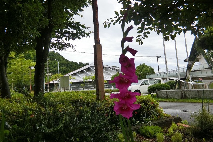 グラジオラスの花