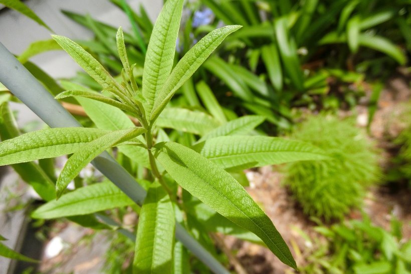 レモンマートルの写真