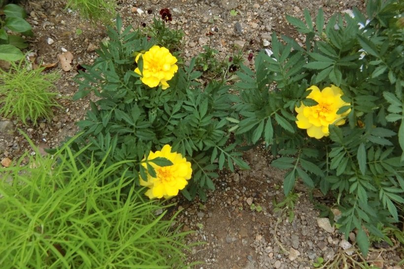 マリーゴールドのお花