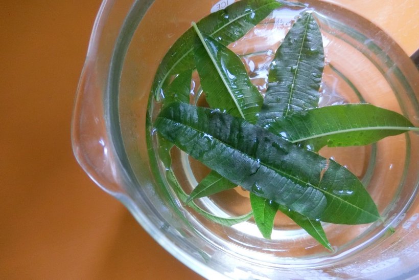 レモンマートルのお茶