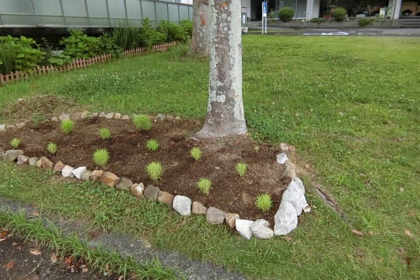 ちいさなコキアの畑