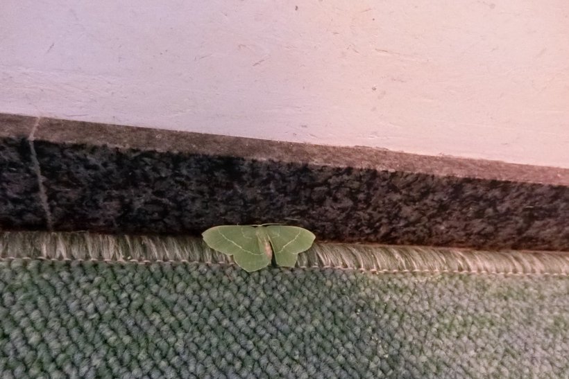 緑色の蛾の写真