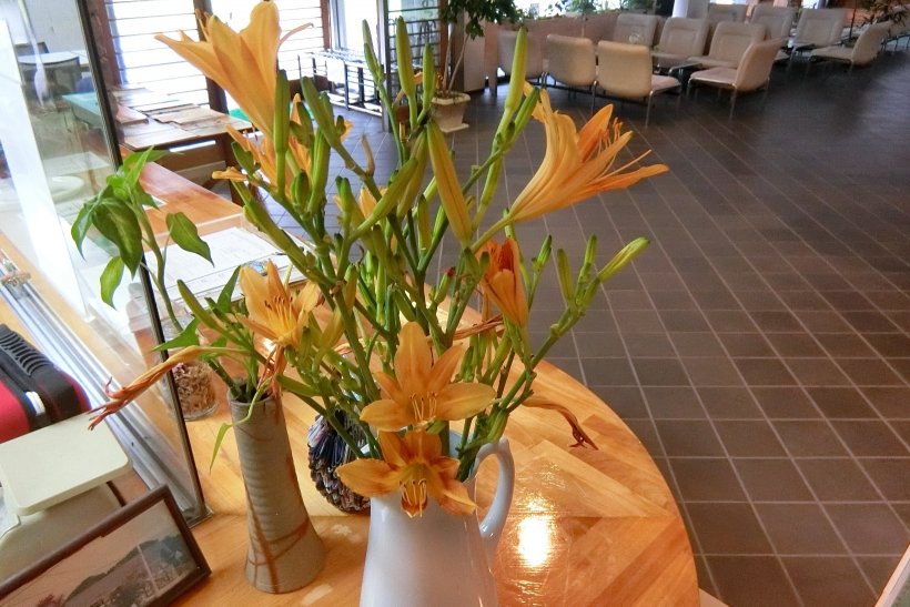 ノカンゾウの花