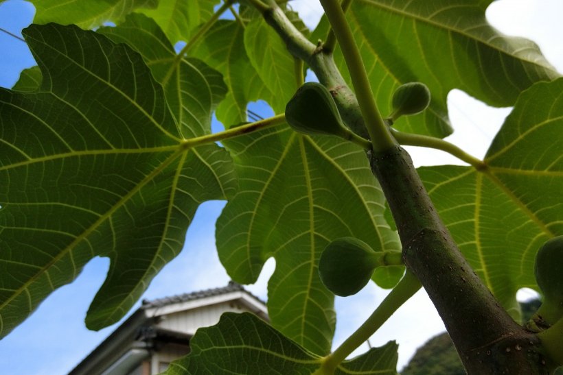 いちじく