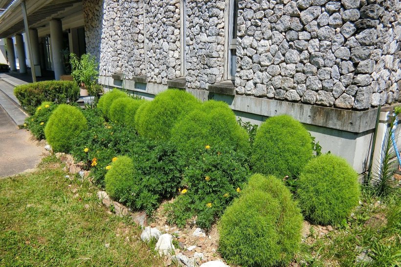 玄関横の花壇のコキア