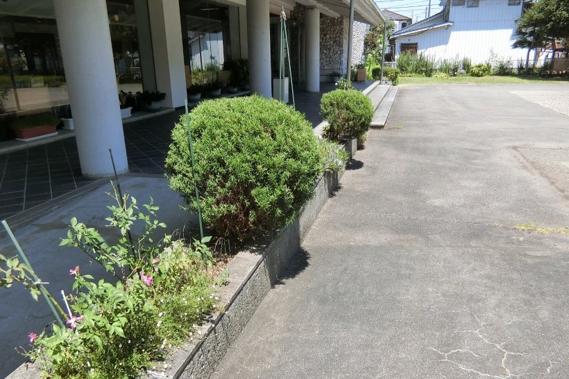 ローズマリーを剪定した写真