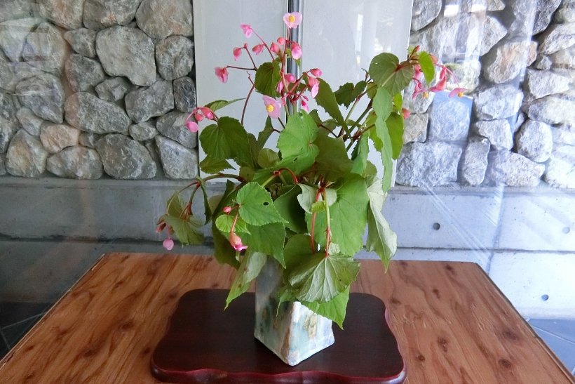 シュウカイドウの花