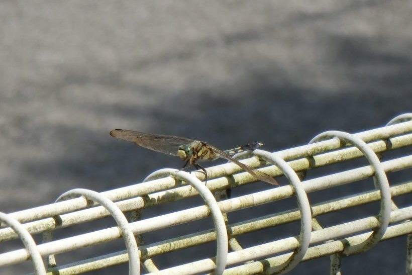庭の柵に止まるトンボ