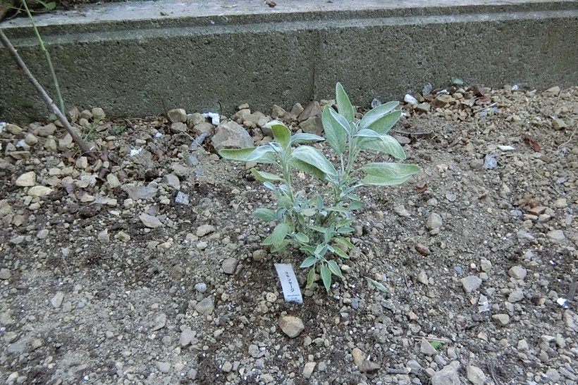 引越したハーブ（コモンセージ）